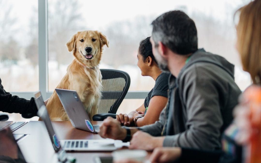 Take Your Dog to Work: Is It Right for Your Pup?