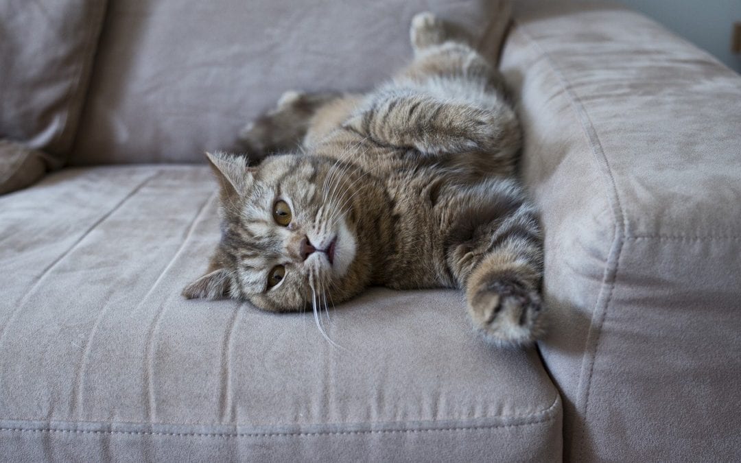 How To Get Your Cat Stop Scratching, How To Stop Cats Scratching Leather Sofa