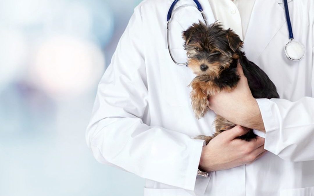 Pet Vaccine Questions and Answers
