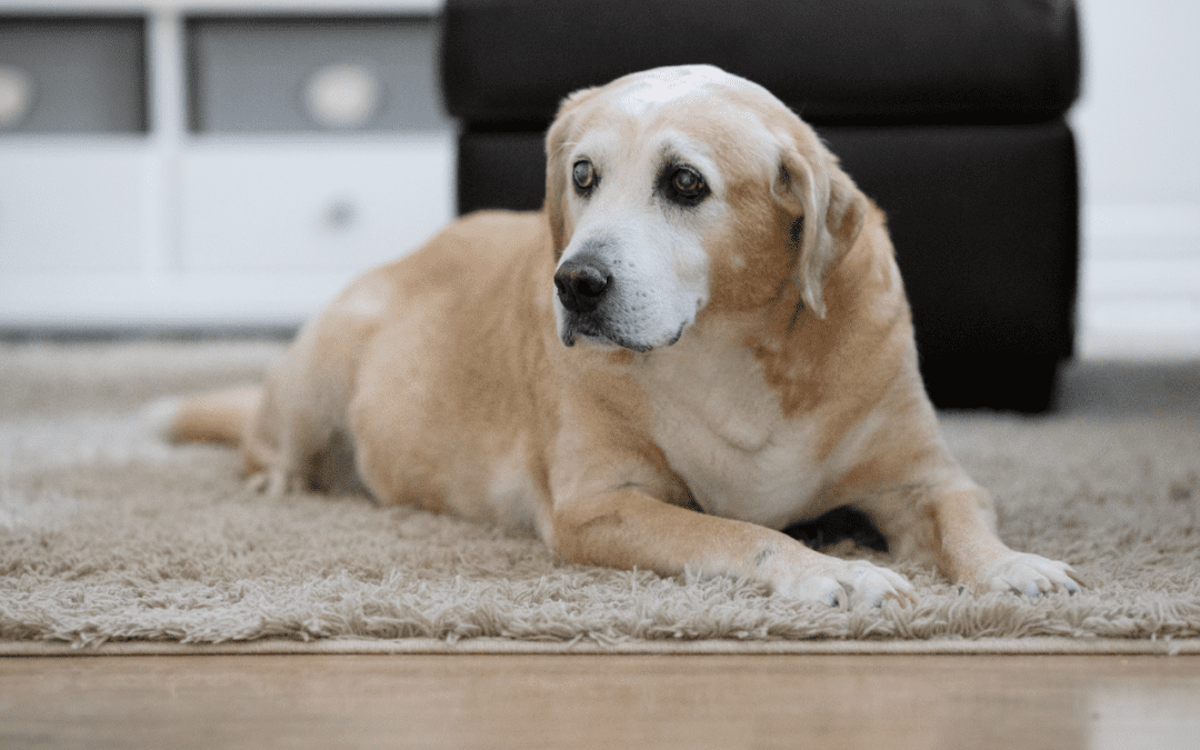 Old yellow Labrador Retriever laying on a carpet