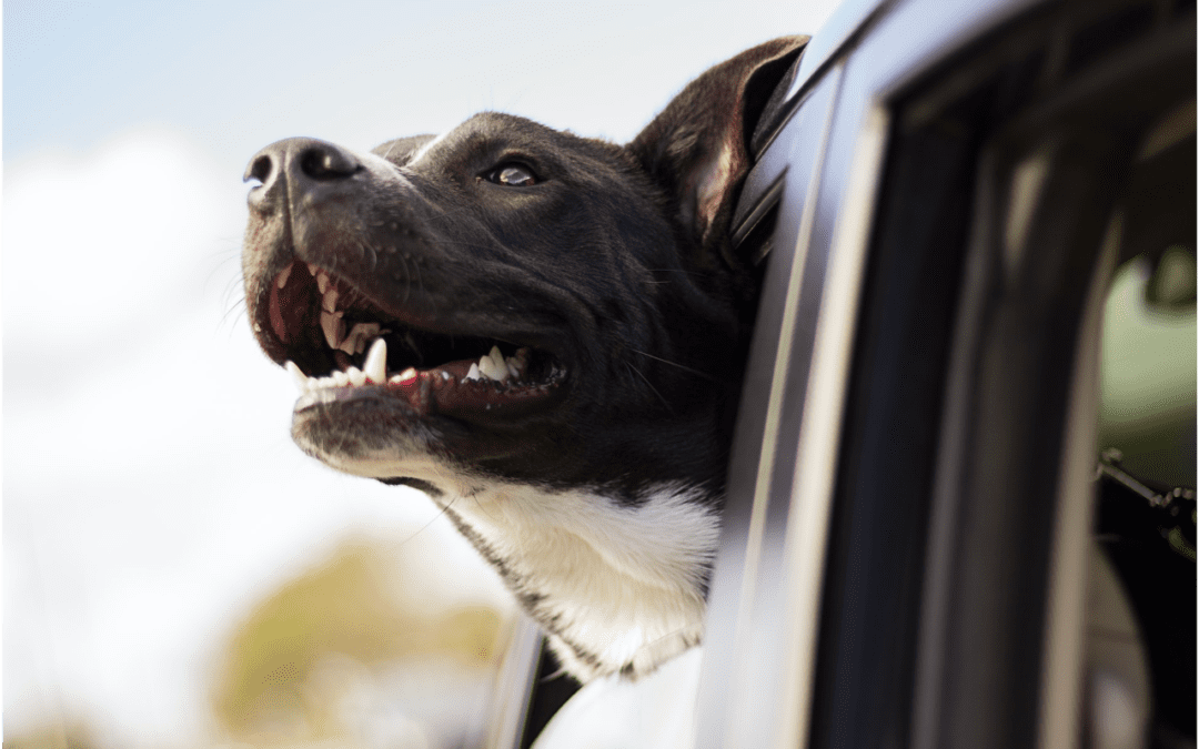 Black and white dog sticking its head out the window of a moving car