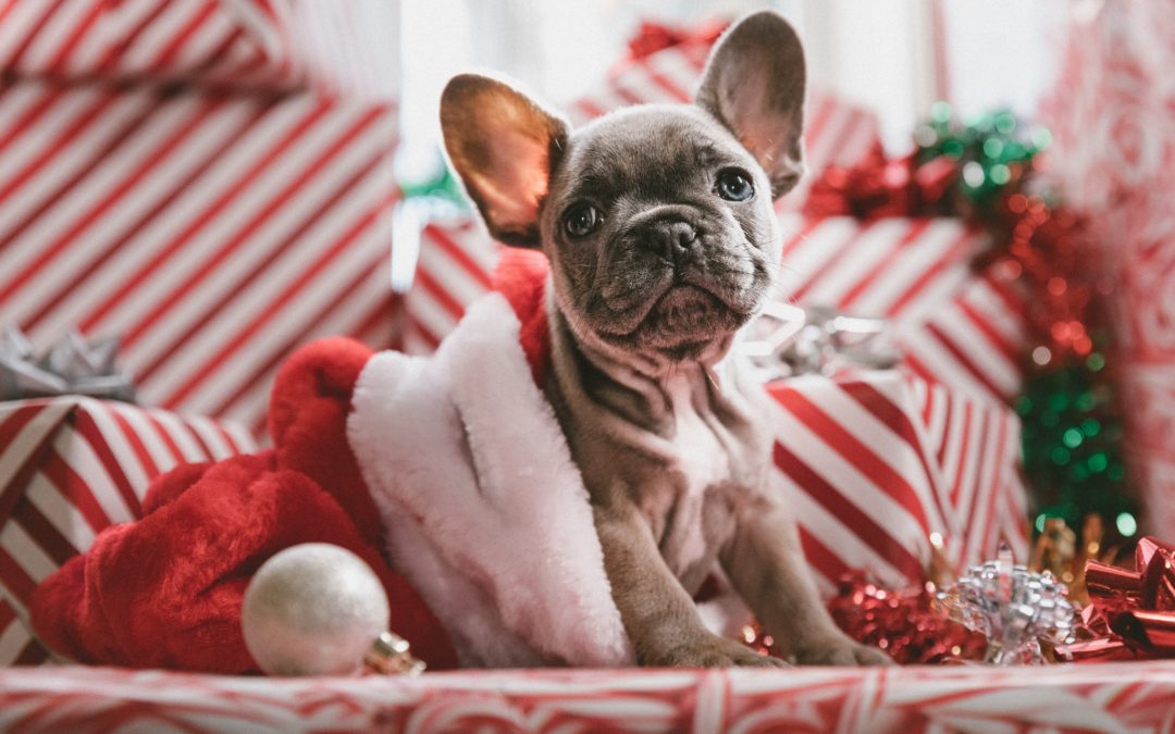 3. Grey french bulldog amongst Christmas presents