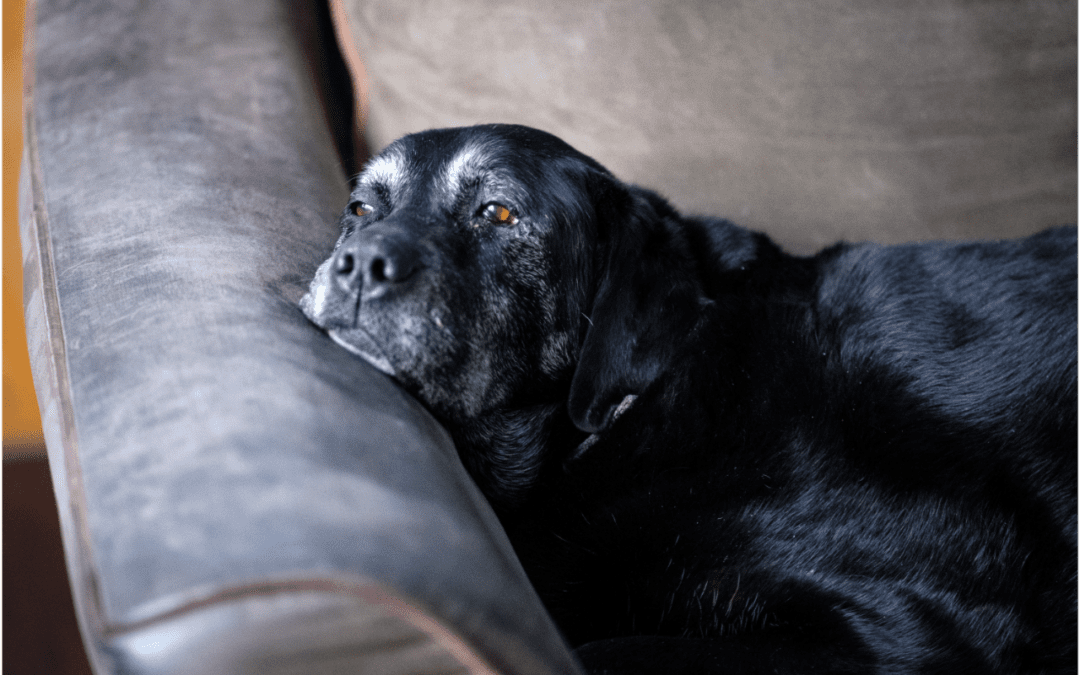 4 Ways to Prepare for the Passing of Your Pet