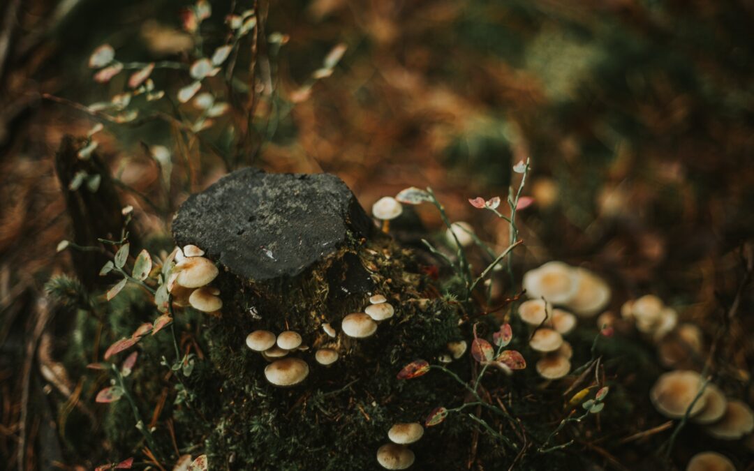 Small mushrooms growing on a black rock in the forest