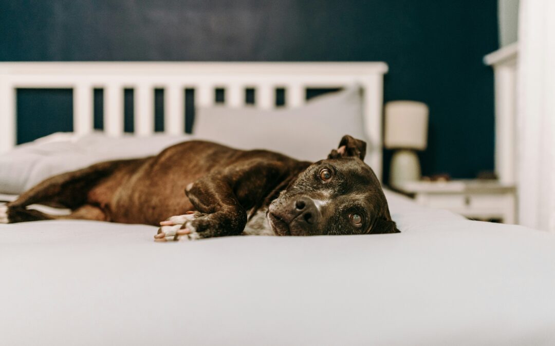 Senior dog laying on a bed looking sad into the camera